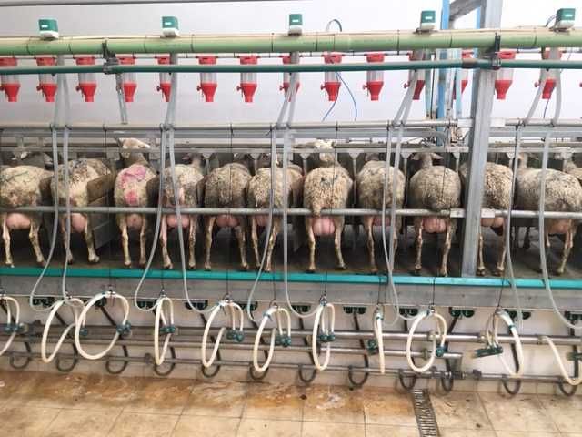 CABRAS EM PRODUÇÃO DE LEITE