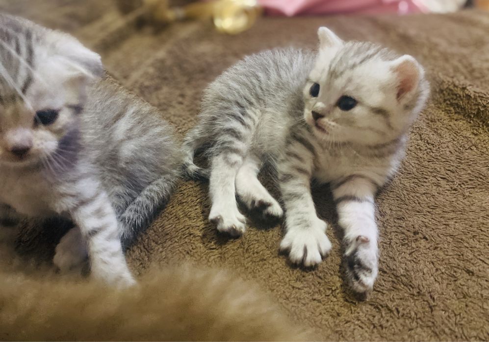 Котята шотландские