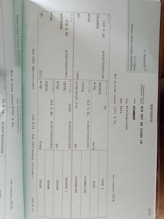 Klacz wielkopolska rotacyjna programowa