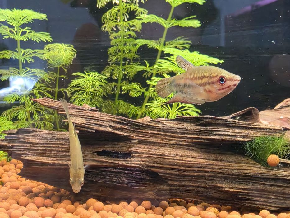 Gourami Croador (Trichopsis Vittata)