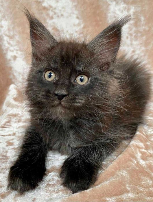 Черные Мейн куны мальчики Бартур и Бартез