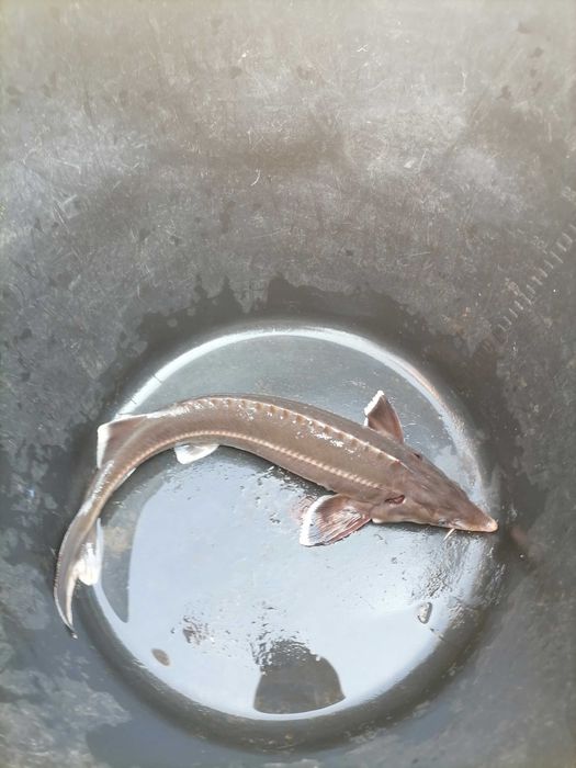 Продам осетрика для ставка