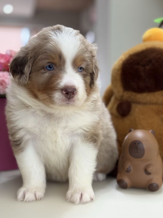 Міні ауссі ( Мініатюрна Американська вівчарка)