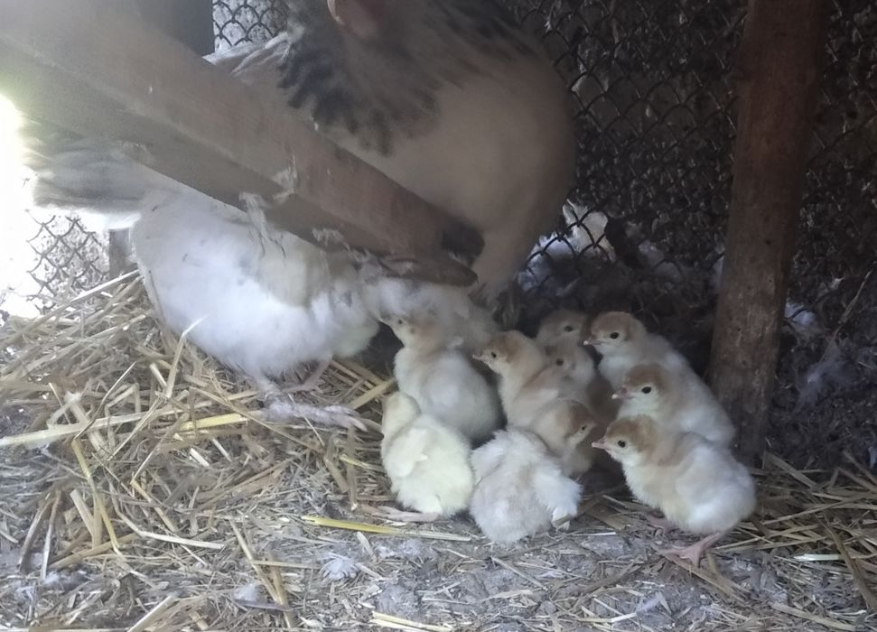 Індичі яйця, інкубаційні.Індичата. Молодняк (3-4 місяці)- 500 грн.