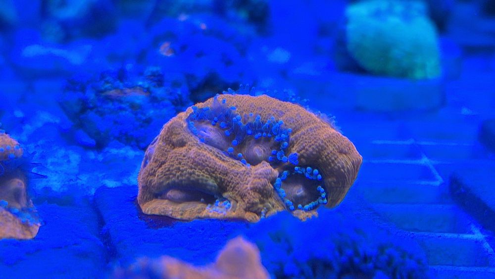 Acanthastrea Bowerbanki ULTRA RED