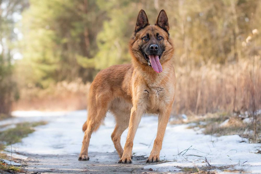 PAKER - wymagający kawaler w typie ON pomieszany z Malinois