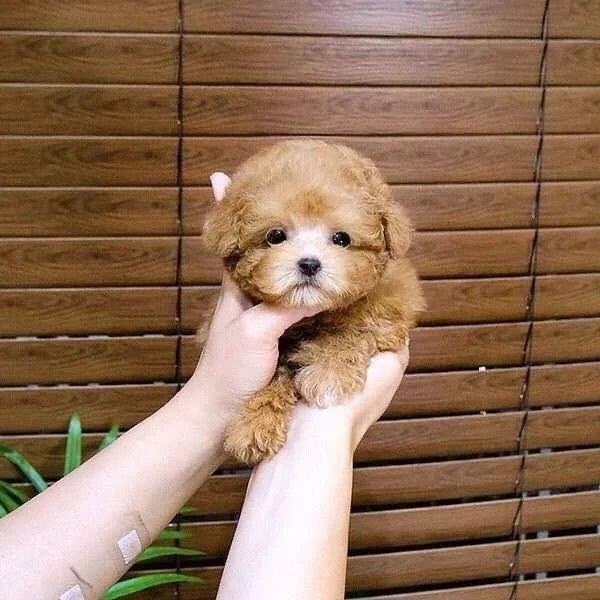 Maltipoo мальтипу мини