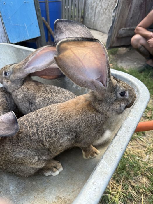 Продам Бельгійський Велетень