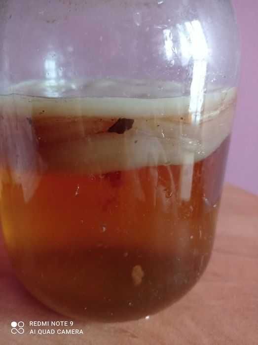 Grzybek herbaciany ze starterem kombucha Kombucza probiotyk Scoby
