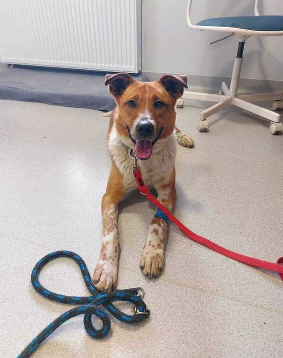 Bax szuka pilnie domu