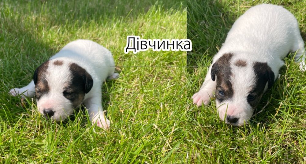 Собаки Джек Расл терєр