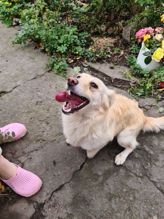 Отдам в добрые руки не на цепь