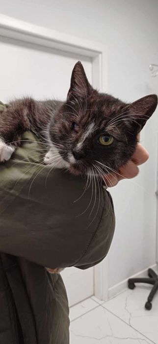 Jednooka koteczka szuka domu