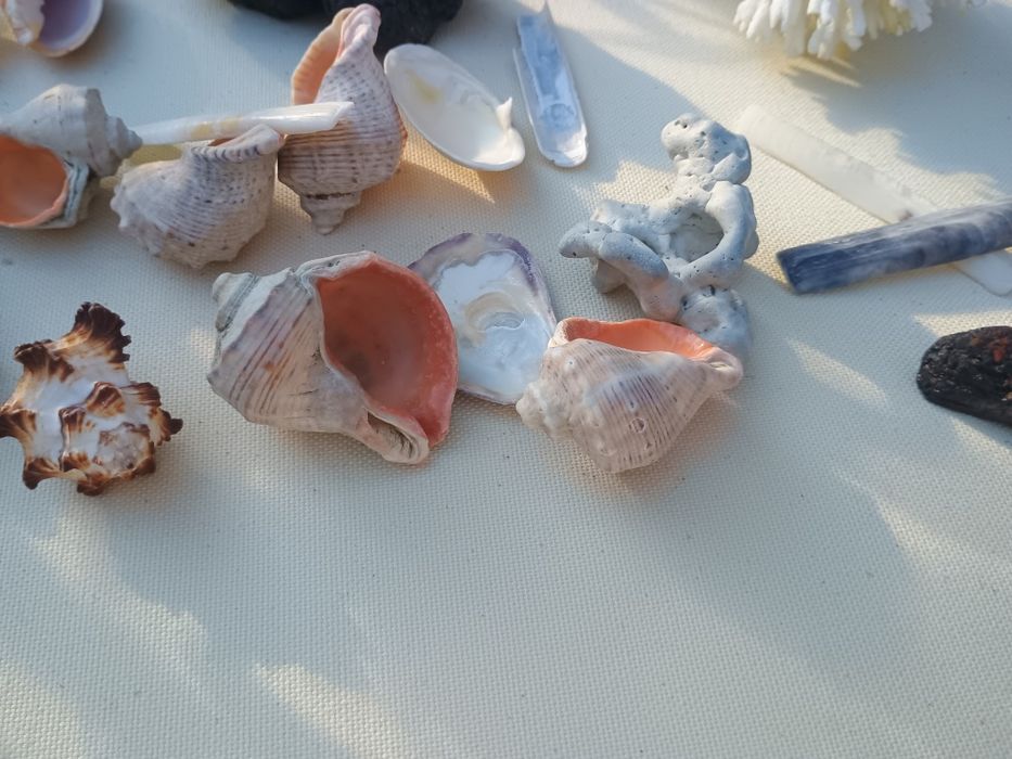 Корал ракушка до акваріума