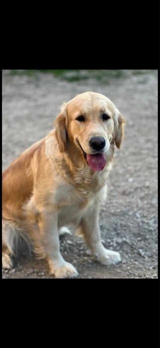 Szczeniak Golden Retriever