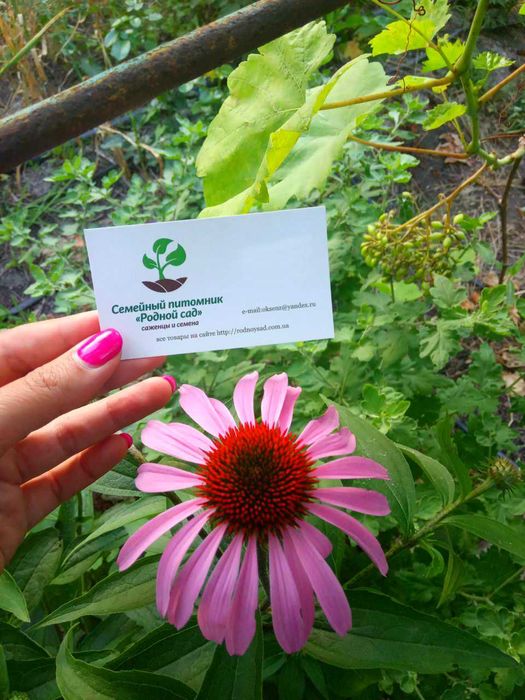 Насіння квітів (107 видів) семена цветов є безкоштовна доставка