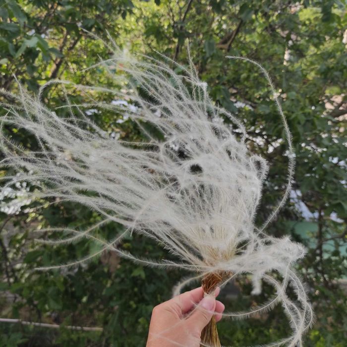 Ostnica stipa suszona dla bukietów