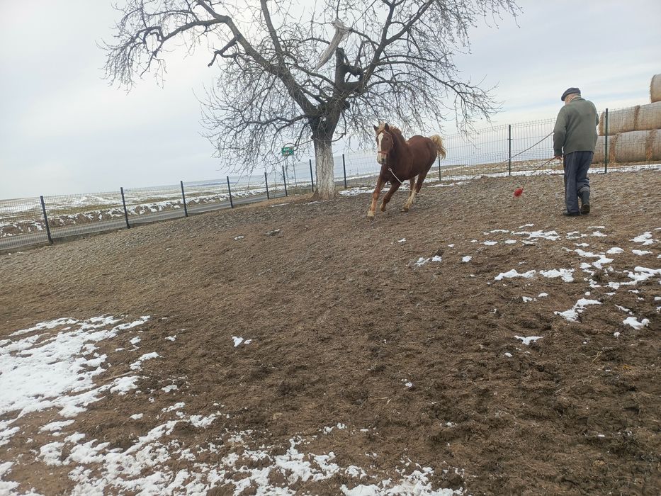 Sprzedam Ogierka PKZ