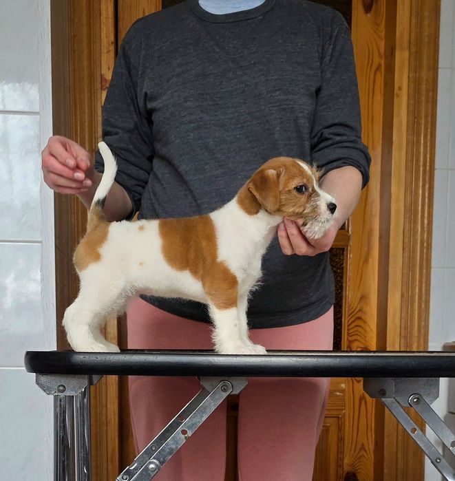 Лялькова дівчинка Джек Рассел тер'єра. (2 міс.)