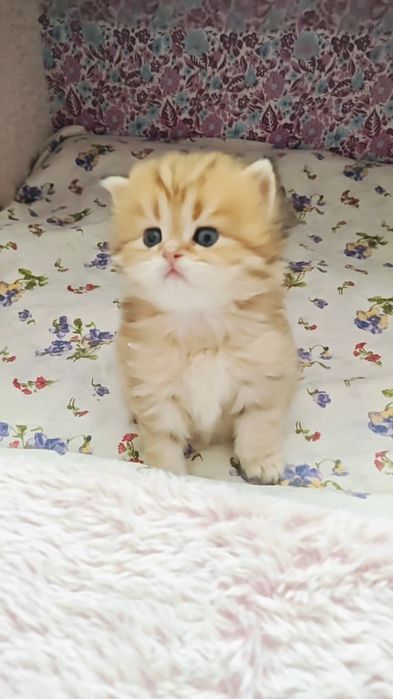 Шикарний хлопчик золота шиншила