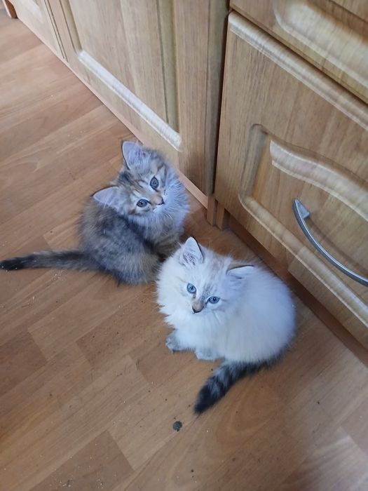 Продам котят, недорого