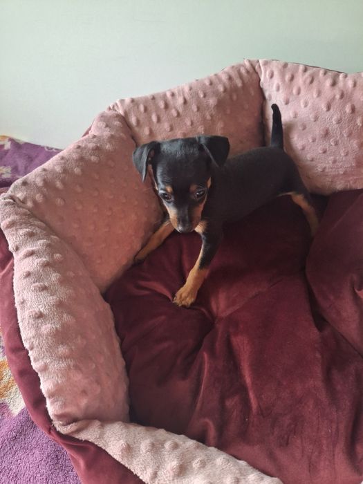 Sprzedam suczkę pinczerkę