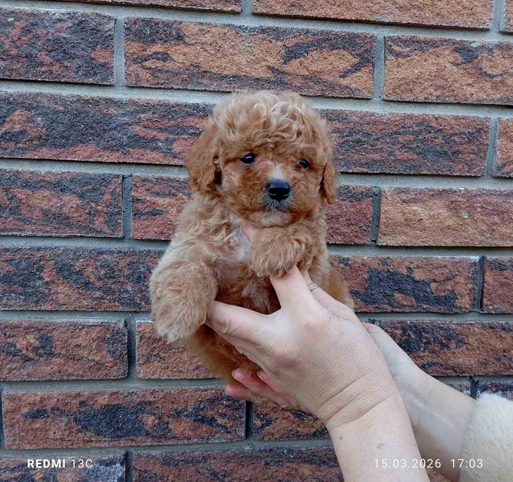 Мальтіпу хлопчик та дівчинка є