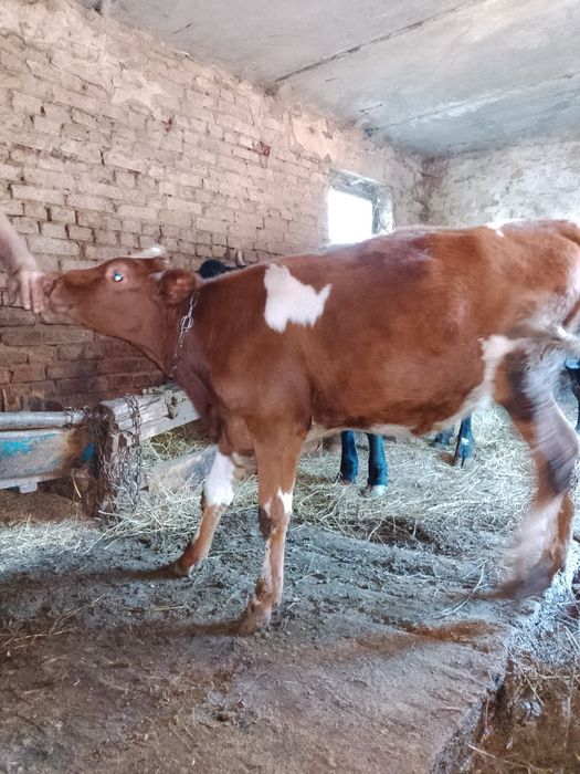 Продам бичка та теличку.