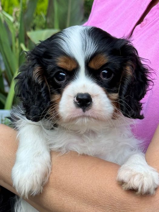 Cavalier rodowód ZKwP/FCI