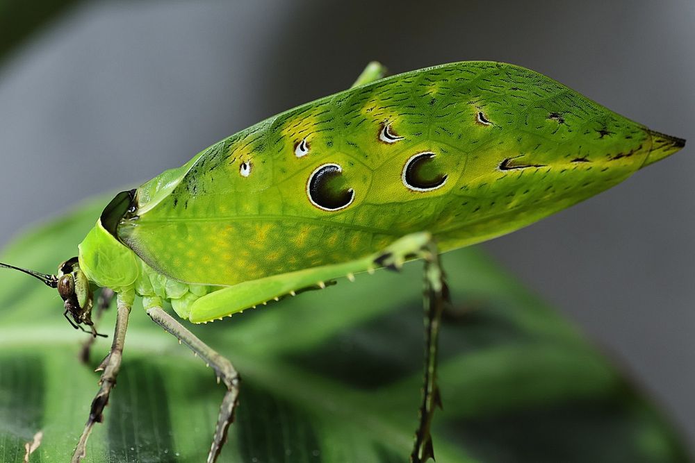 Ancylecha fenestrata