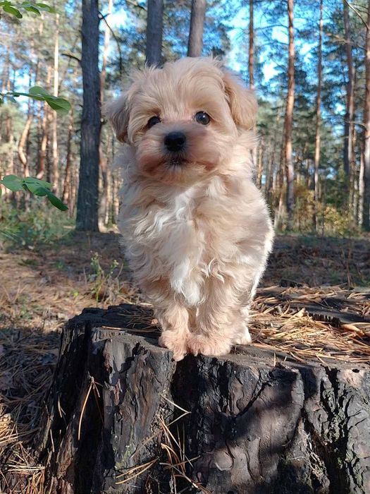 Мальтипу модный дизайнерский мальчик и девочка