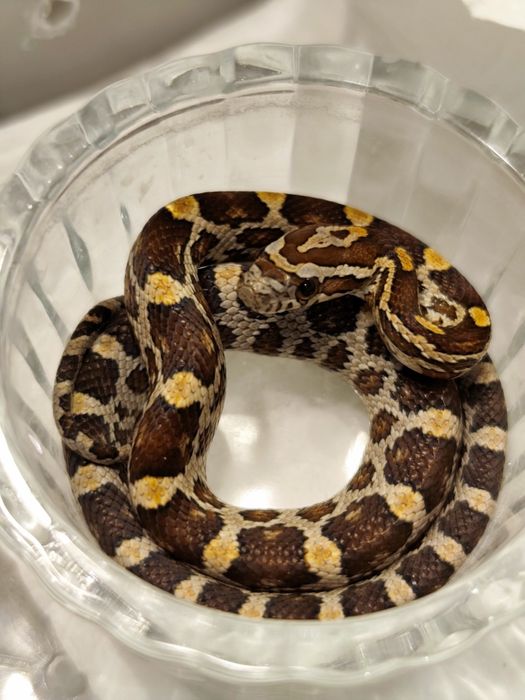 Wąż zbożowy Normal RF (?) het amel anery scaleless ph motley/stripe