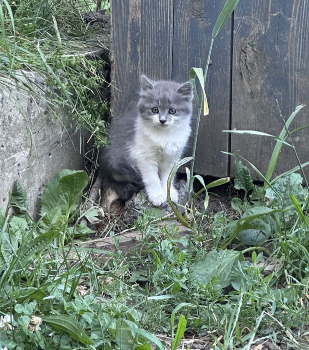 Кошенята в добрі руки
