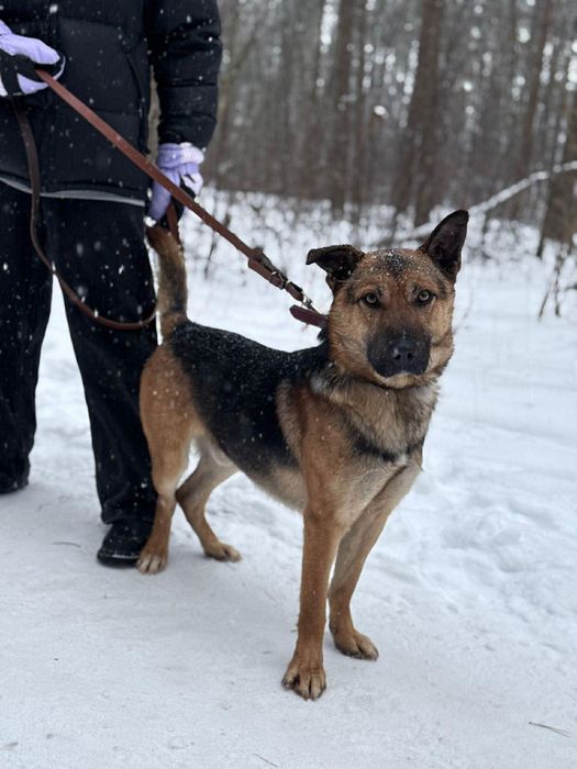 Haker z Canis szuka domu