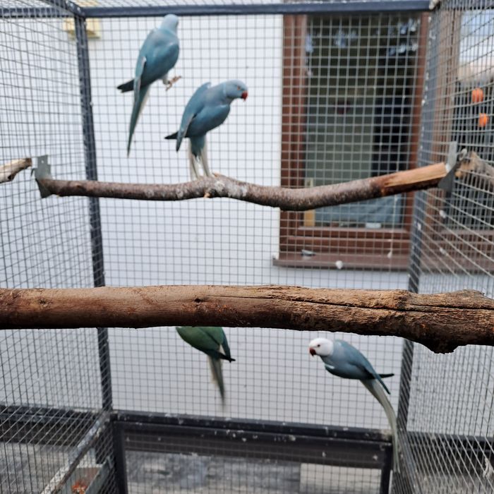 Aleksandretta Aleksandretty