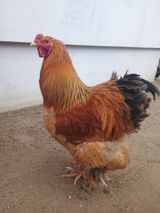 Brahma olbrzymia