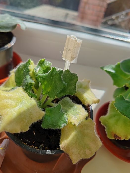 Фіалки.          .