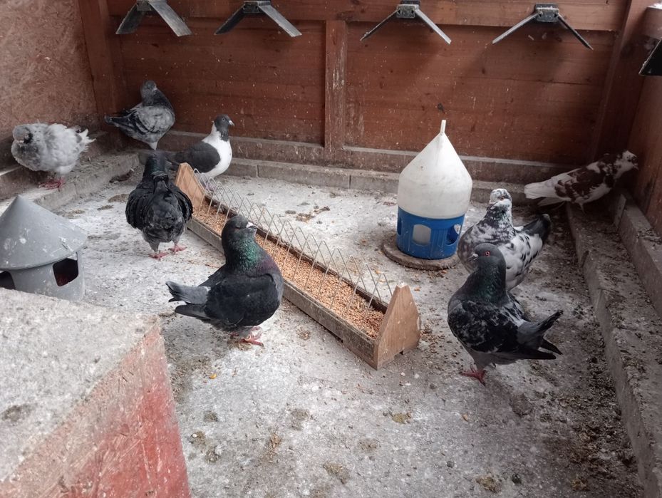 Sprzedam Gołębie Kingi! Zamienię na Mondainy!