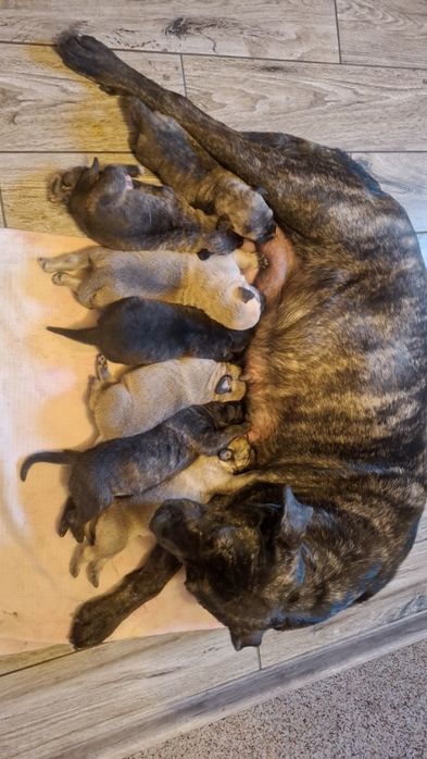 Щенки Испанский Алано.Канадский дог. Метис