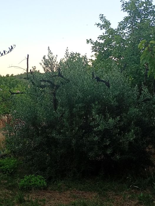 Oliveiras  ( Olea europaea )
