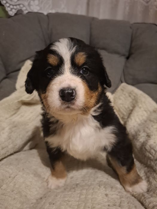 Berneński pies pasterski