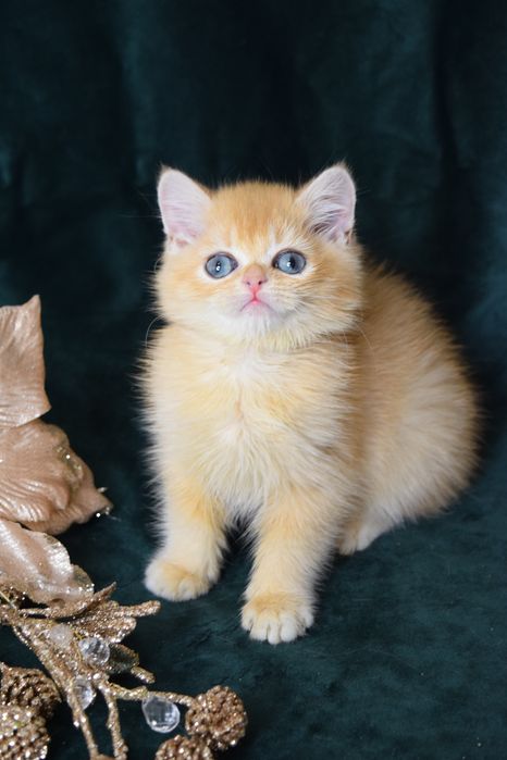 Золотая Шиншилла. Британские котята. Киев