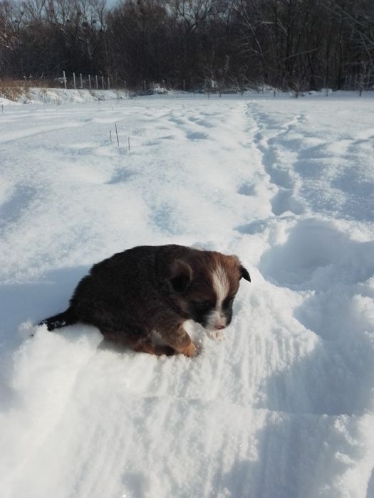 Чудовий песик з доставкою)