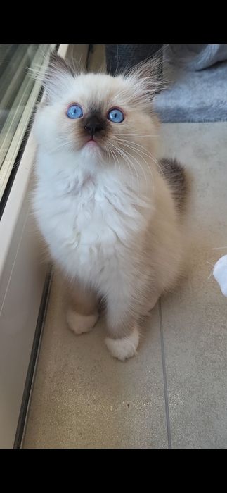 Kotka Ragdoll, rodowód FPL, badania