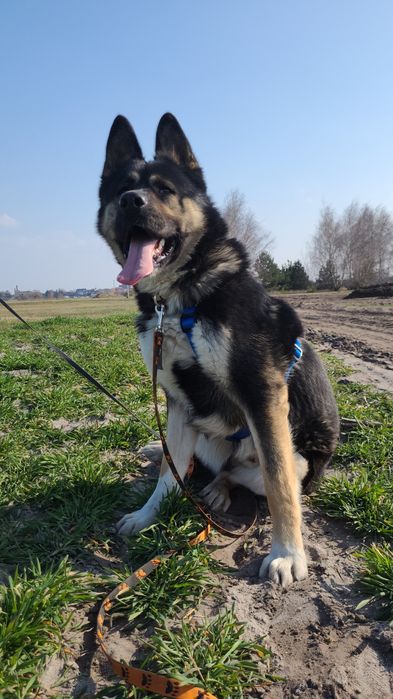 Przepiękny aslan szuka domu