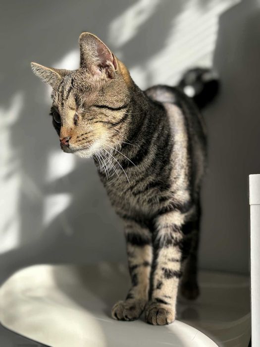 Sebastian szuka domu!