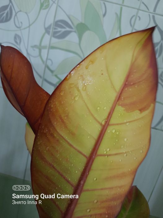 Philodendron Karlo