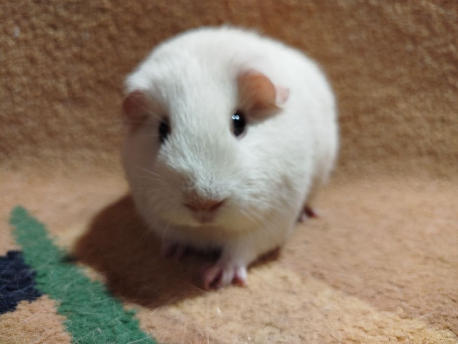 Морская свинка. Селф. Девочки.