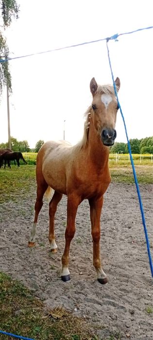 Klacz 9 miesięczna Bardzo Urodziwa