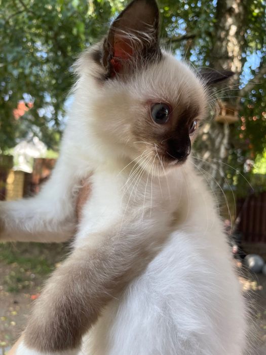 Koteczka i kocurek Ragdoll  cudne maluszki rodzice FPL